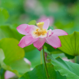 湖南道县：雨润荷花 娇艳欲滴（组图）