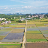 湖南新田：酷暑农忙（组图）