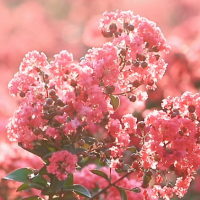 双牌的初秋浪漫 从邂逅探花园这片最美“紫薇花海”开始 