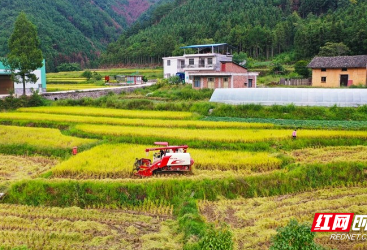 湖南新田：抢收水稻 颗粒归仓（组图）