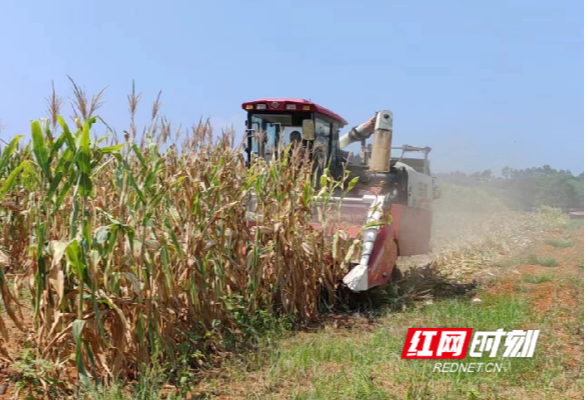 永州：玉米大豆机械化种植 实践成功富成效