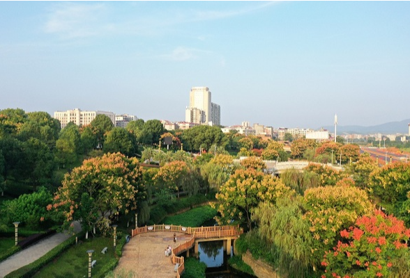 组图丨永州新田：栾树花开满城秋