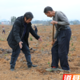 道县：冬日好时光 油茶栽种正当时