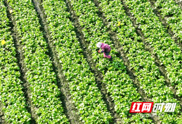 湖南道县：采摘蔬菜 保障供应（组图）