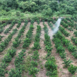 湖南道县：无人机植保为脐橙管护“添翼”