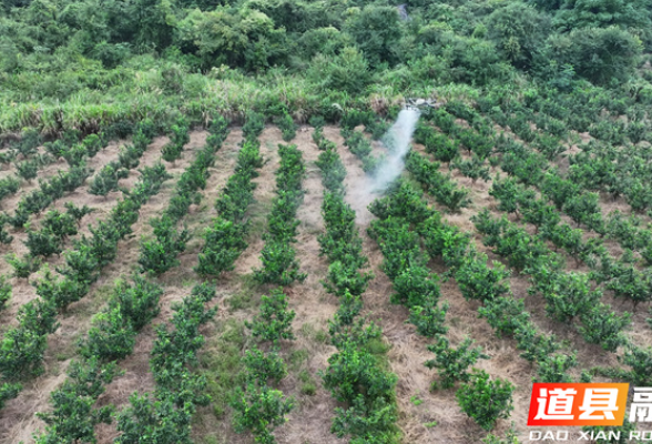 湖南道县：无人机植保为脐橙管护“添翼”