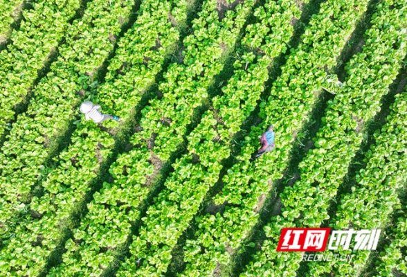 湖南道县：头茬秋冬播蔬菜采收忙