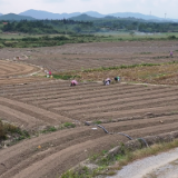 江永：秋冬蔬菜种植忙