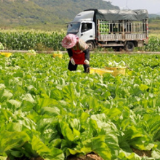 江永：千亩供港蔬菜基地迎丰收