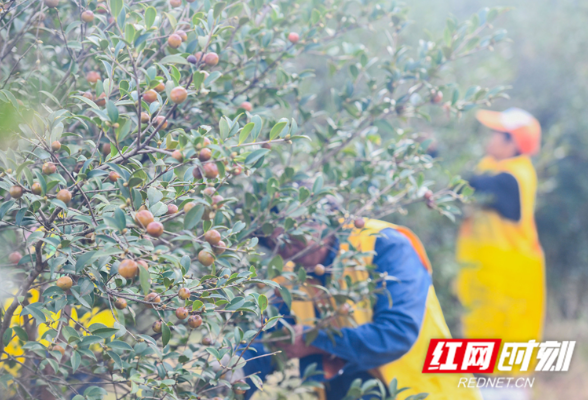 湖南道县：金秋油茶喜丰收（组图）