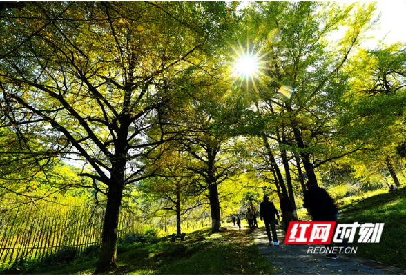 组图丨永州双牌桐子坳：银杏初黄客始来