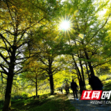组图丨永州双牌桐子坳：银杏初黄客始来