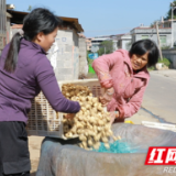  湖南江永：特色种植业铺就致富新路