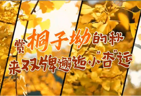 11月3日，2024湖南省首届优秀原创歌曲演唱会将在双牌县桐子坳景区倾情上演