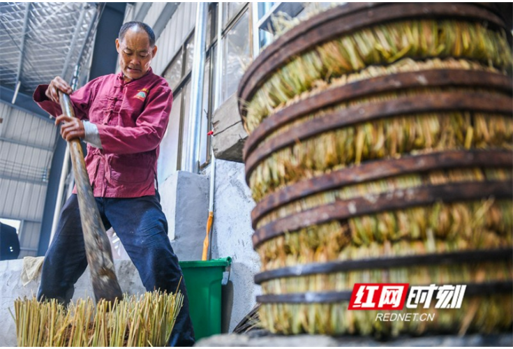 湖南道县：古法舂榨 茶油飘香（组图）