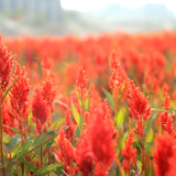 祁阳这漫山花海，值得一来！