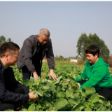 湖南新田：油菜薹产业助力乡村振兴驶入“快车道”