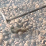 祁阳：在古法油坊互动 感受传统工艺