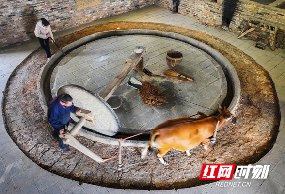 湖南道县：土法压榨 茶油飘香（组图）
