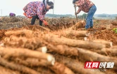 道县：淮山药种植 供应市场（组图）