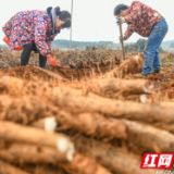 湖南道县：淮山药种植 供应市场（组图）