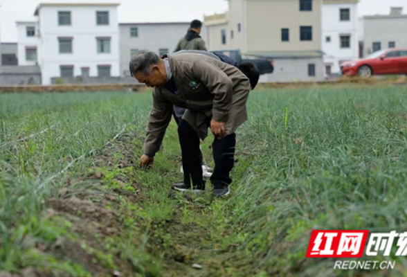 江永：发展藠头新产业 助力瑶胞增收