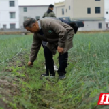 江永：发展藠头新产业 助力瑶胞增收