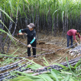 湖南新田：多业并举增加村民收入