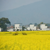 江永县夏层铺镇：菜花香里说丰年（组图）