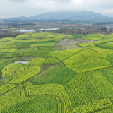 新春走基层丨湖南道县：油菜花开春意浓（组图）