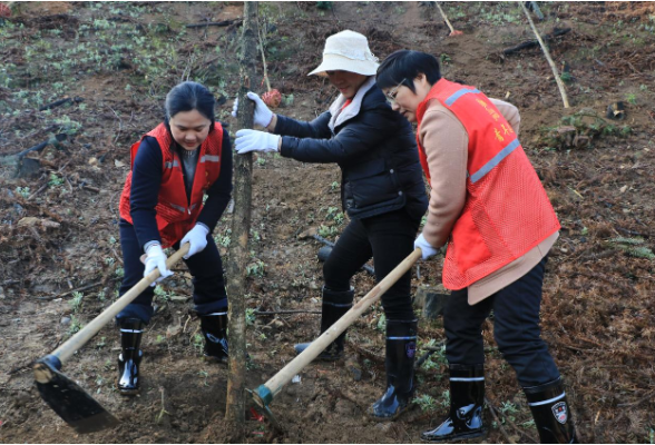 金洞管理区开展2024年全民义务植树活动