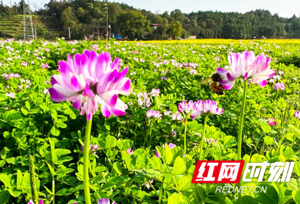 东安县：花开添春色 绿肥更兴农