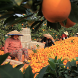 永州道县：道州脐橙获评2023年湖南省“一县一特”优秀农产品品牌