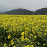 江永：油菜花开春意浓