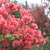 永州十场花事丨道县：杜鹃花开满山红 赏花“打卡”正当时