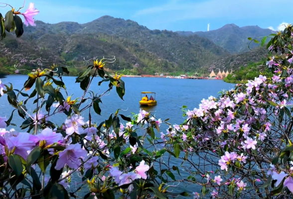 湖南双牌阳明山：晴空下万和湖花海醉人眼