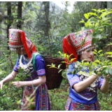 江永：上春山 采春茶 谷雨时节茶味香