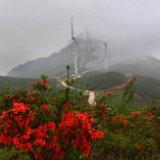 湖南江永：杜鹃花开云海间（组图）