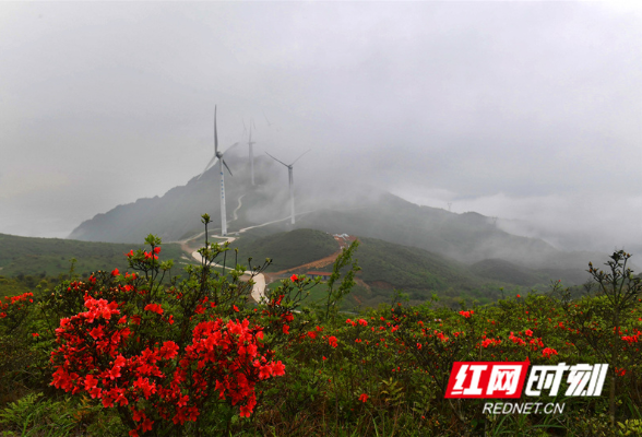 湖南江永：杜鹃花开云海间（组图）