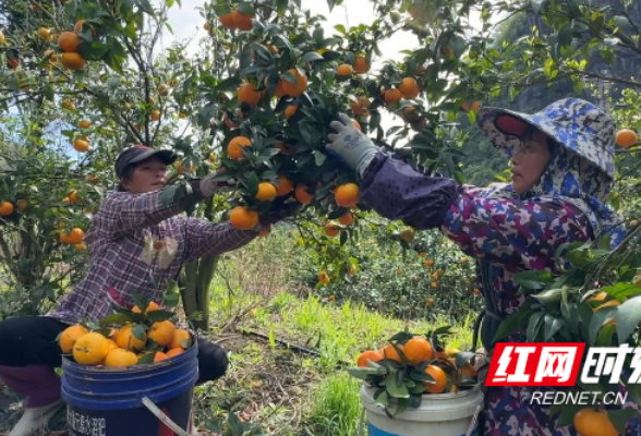 江永：沃柑喜丰收 错峰上市更走俏