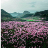 “江永县‘十场花事’——桃花”摄影作品鉴赏（一） 