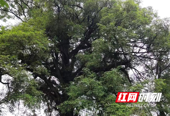 东安县开展古树名木保护工作