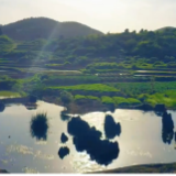 视频丨湖南新田：鹅井古泉灌良田 初夏美景入画来
