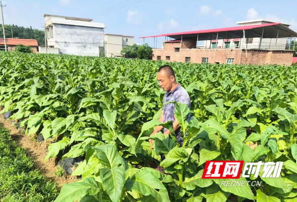 东安：加强中耕管理 培育烟草“黄金叶”