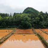 湖南新田：因地制宜施良策 高岸田里种满粮（组图）