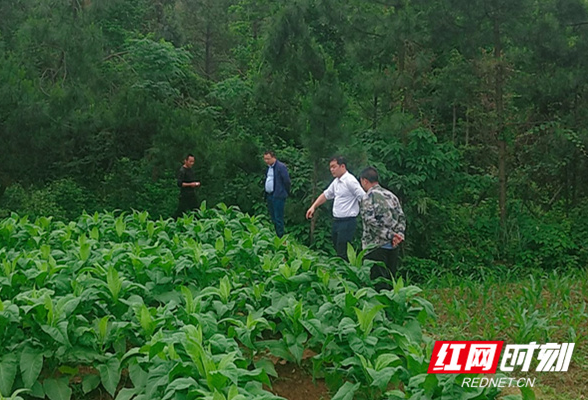 东安：烟叶种植促农增收 特色产业蓬勃发展