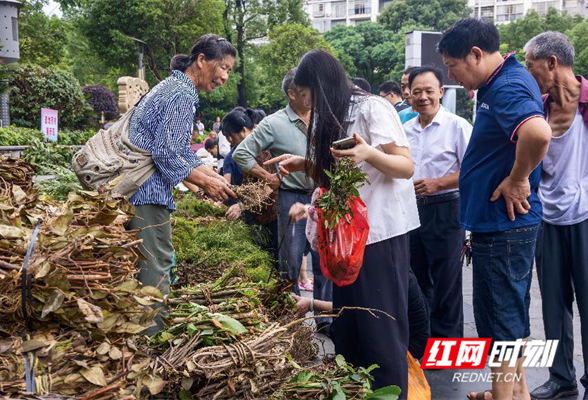 永州江华：瑶医药立法通过 护航瑶医药高质量发展