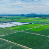 湖南道县：蔬菜基地 锦绣田园（组图）