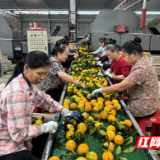 江永：夏橙丰收 俏销出国门