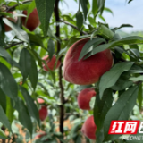 江永：鲜桃喜丰收 硕果满枝头